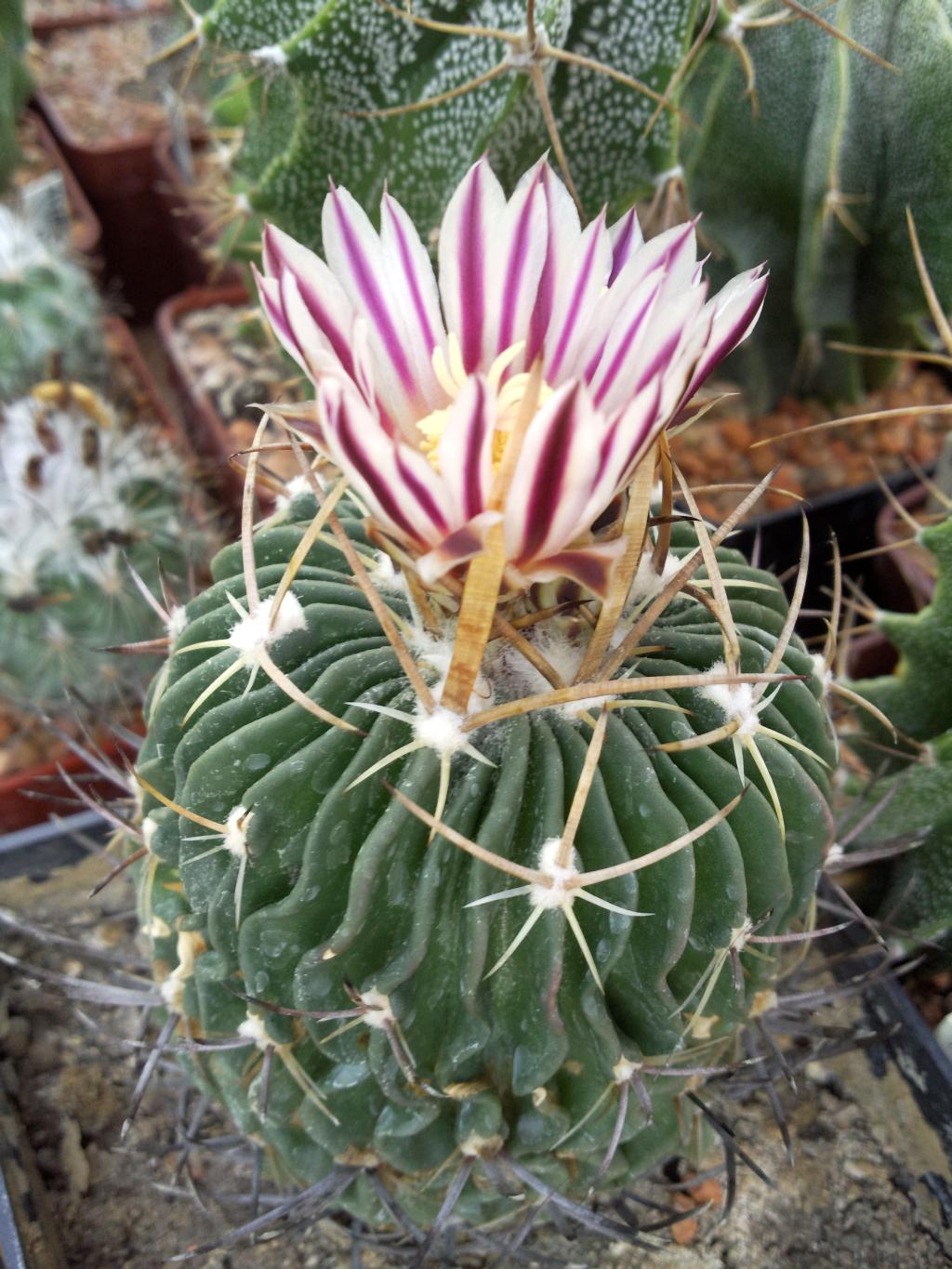 Stenocactus lamellosus